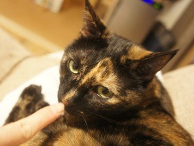 愛猫とケンカ！　しょんぼり猫に「ごめんね」と言ってみたけど…