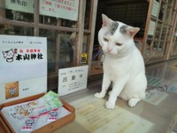 しょんぼり（木山神社さん提供）