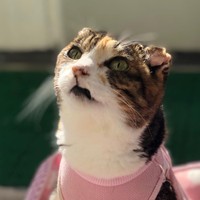 ピンクの洋服がお似合い