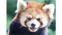 人気者レッサーパンダの合同誕生日会　6月21日と28日　岡山・池田動物園