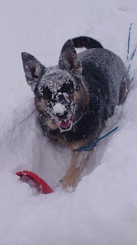 雪遊びが楽しすぎてお顔が雪まみれ！（提供：炉美男さん）