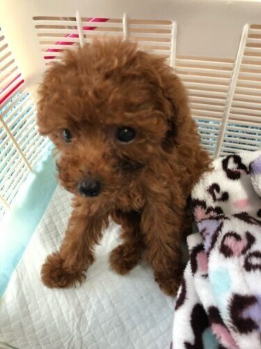 家にきたころの「ぷりん」