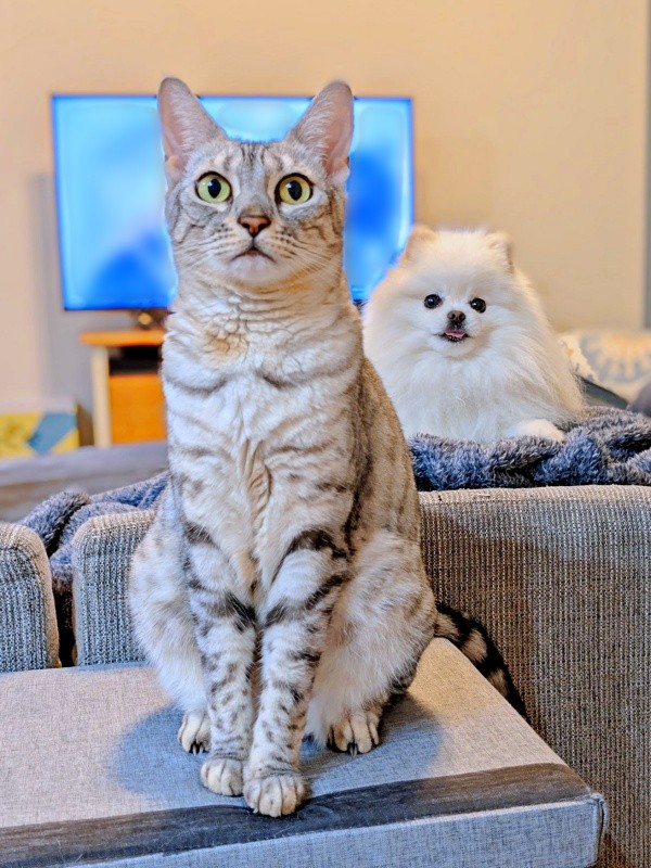 飼い主さんを見上げるうにちゃん。後方には、こめたくんがひょっこり（画像提供：おこめ屋さん）