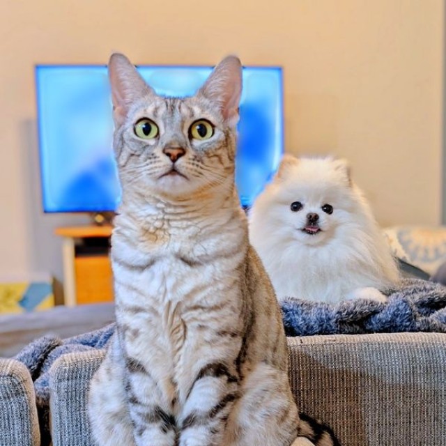 飼い主さんを見上げるうにちゃん。後方には、こめたくんがひょっこり（画像提供：おこめ屋さん）