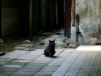 中学敷地内に切断されたネコの頭　動物愛護法違反で捜査