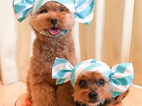 いつも一緒だよ　トイプーの「マルクル」とヨーキーの「テト」