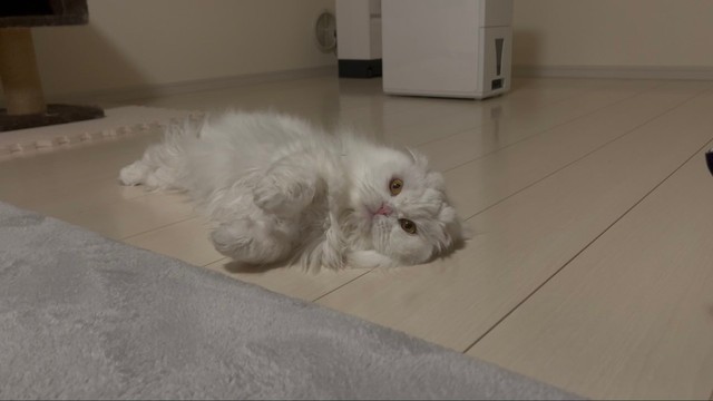 あざとかわいい一面も見せてくれる月ちゃん（提供：月としらたまさん）