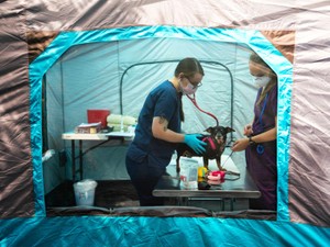 ペットのイヌネコにコロナワクチンは必要?　獣医師に問い合わせ多数、専門家の答えは