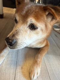 ワキくん、未去勢によるヘルニアからの膀胱炎異常で腫瘍がある（「特定非営利活動法人DOG BASE」さん提供）