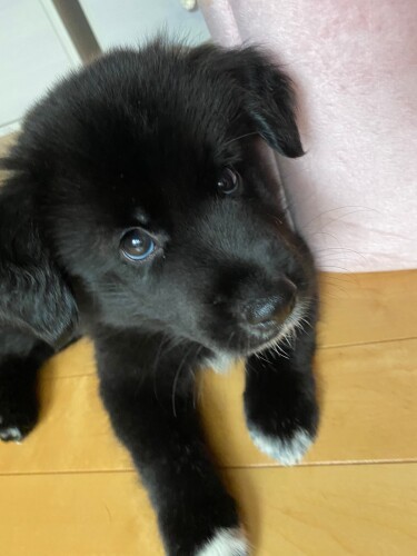 山口の保健所→動物病院から預かり→家の子になった虎太郎。生後２カ月の頃、SO　CUTE!（泉美さん提供）