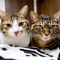 仲良く香箱座りする南南くん（左）と真良くん（右）（画像提供：まよなんさん）