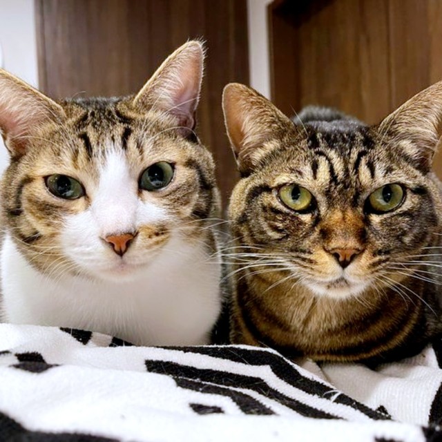 仲良く香箱座りする南南くん（左）と真良くん（右）（画像提供：まよなんさん）