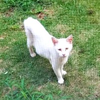 【ビフォー写真】2018年、庭に現れたおもちちゃん。ガリガリに痩せていました（画像提供：ちったんさん）