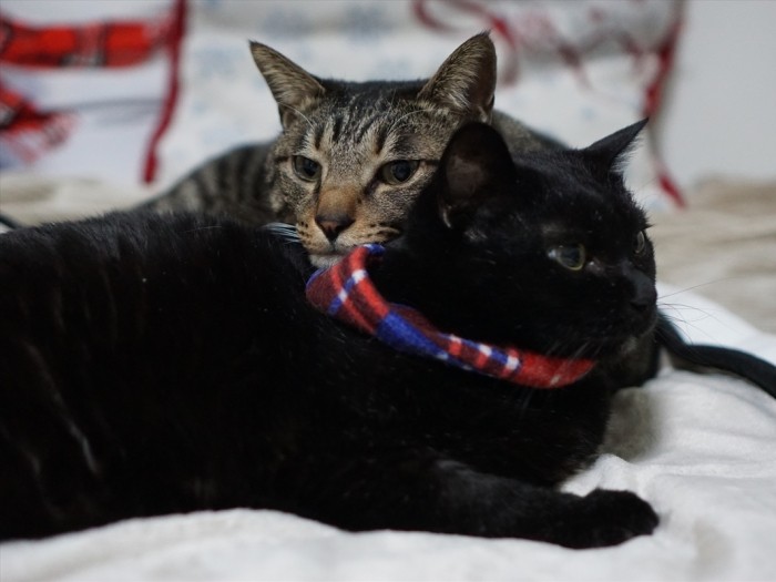 療養中に寒気がとまらず、ネットで買った電磁波カットの電気毛布。一番喜んだのは猫たち