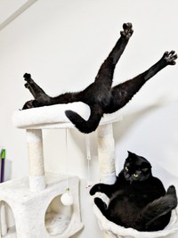 キャットタワーの上で足ピーン！ 天真爛漫なごまちゃん、その下には同居猫のクロちゃんも（画像提供：ぺぺ太さん）