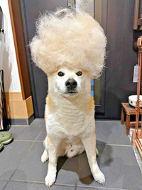 換毛期を迎えた柴犬の福丸くん（画像提供：福丸さん）