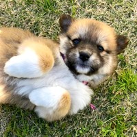 へそ天になって飼い主さんを見つめる子犬時代のチャロちゃん（画像提供：雑種犬チャロさん）