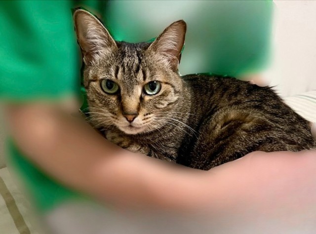 待合室でお客さんを接待する猫スタッフ、小豆ちゃん（画像提供：猫整体　キュベレイさん）