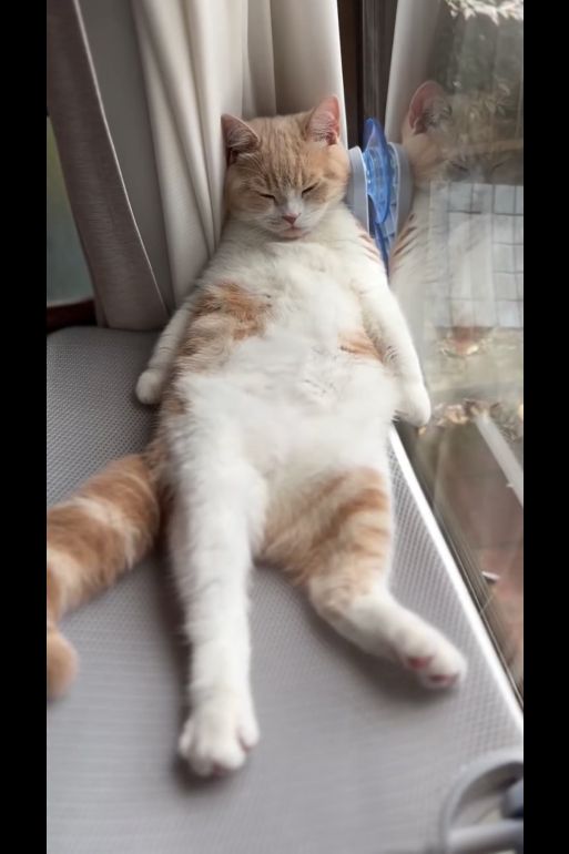 猫の日常に癒やされる！今週の可愛い投稿まとめ