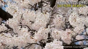 仙台で桜が満開　２０２１年と並び最も早い