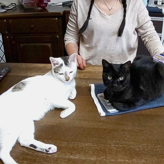 てんくん（左）の後に家猫になったてつおくんと