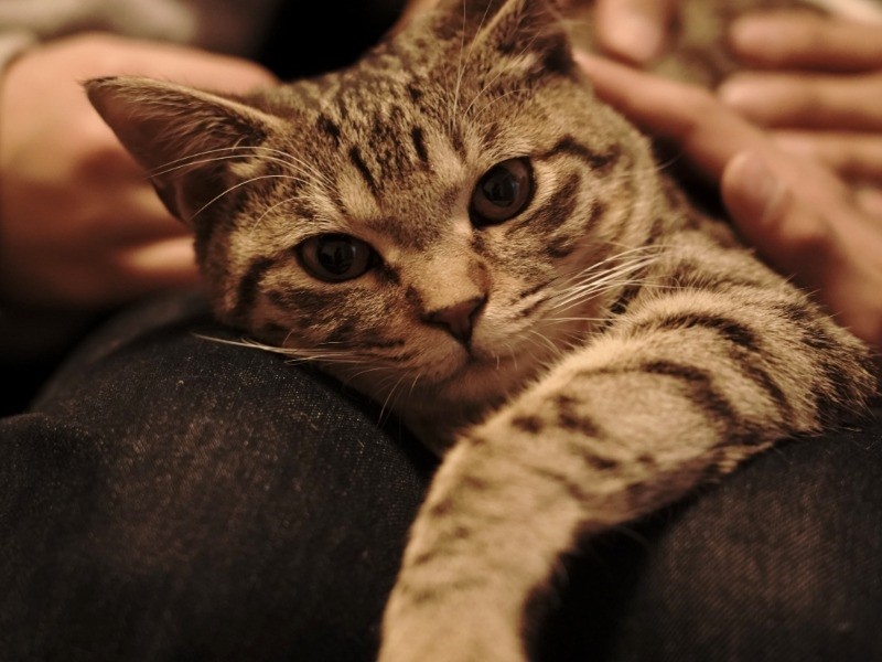 いいとこ見つけた、はやて君の膝