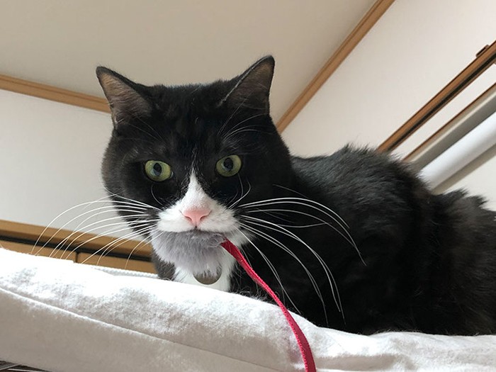 おもちゃをくわえるあさり。あさりは、よもぎママと同じで警戒心が強く、さわたさんだけに甘えるそう（さわたさん提供）

