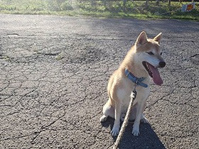 台風一過にパチリ　なぜかふたつの名前を持つ柴犬「こじろー」