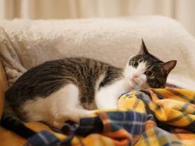 演歌歌手のように声がよく通るよ　優しい雑種猫の「コトラ」　