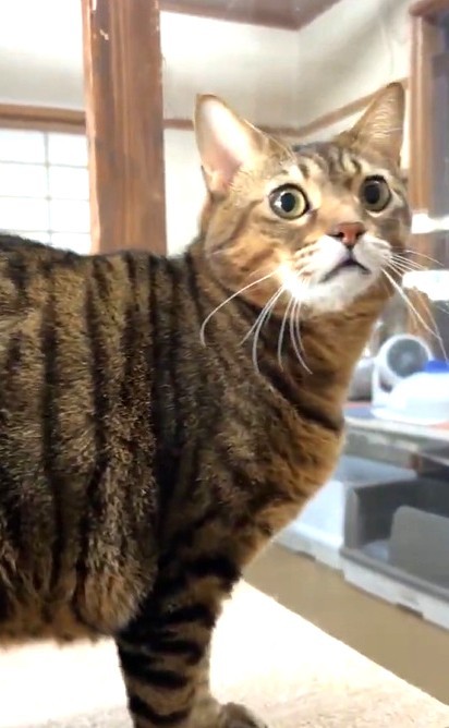 マルくんは、人が大好きで、甘えん坊（「にゃんたまチャンネル」さん提供、Xよりキャプチャ撮影）