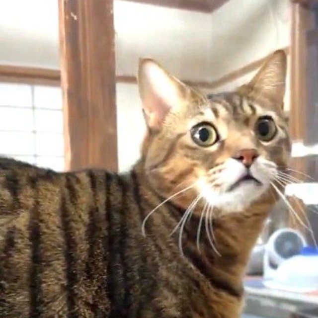 マルくんは、人が大好きで、甘えん坊（「にゃんたまチャンネル」さん提供、Xよりキャプチャ撮影）