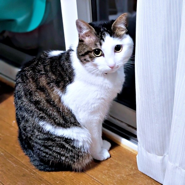 窓辺でニャルソックするローズちゃん（画像提供：だいちゃんさん）