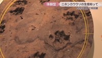 ニホンカワウソ大捜索隊司令部　四国水族館　特別展示室