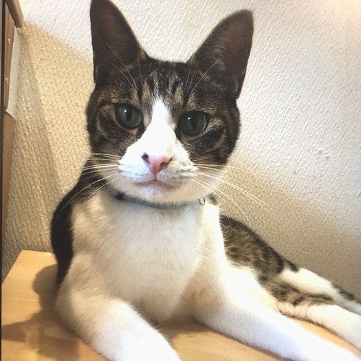 カフェデビューした頃、素敵な里親さんが見つかった