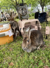 こちらは、ペットのうさぎ（うさこ母さん提供）