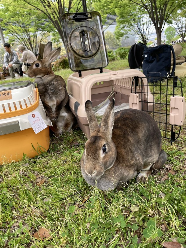こちらは、ペットのうさぎ（うさこ母さん提供）