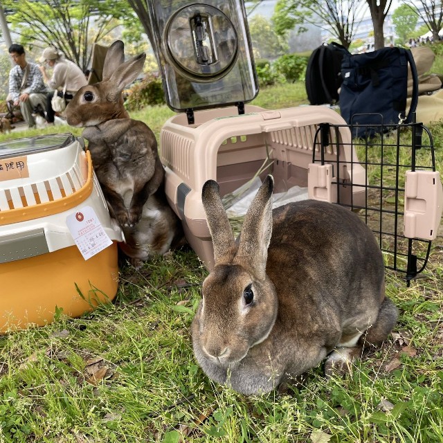 こちらは、ペットのうさぎ（うさこ母さん提供）