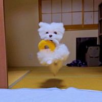 飛んでる！？ おもちゃをくわえて走るアーロくん（画像提供：しろもふ（アーロ）さん）