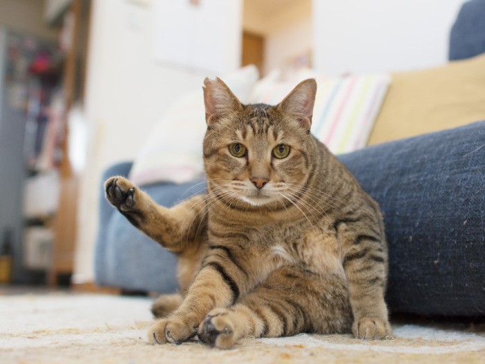 「こんにちは。こちらのお部屋にどうぞ」（小林写函撮影）
