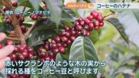 提供：コーヒーノマナビヤ