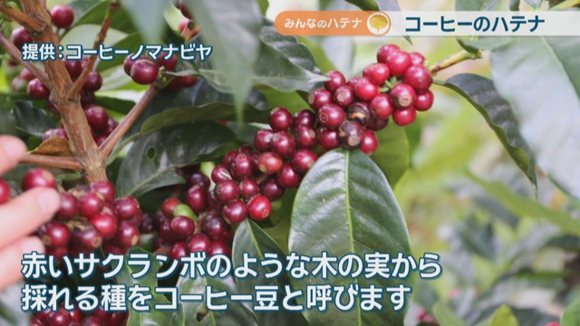 提供：コーヒーノマナビヤ