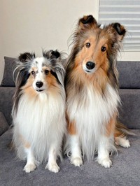 ママのお話に耳を傾ける（左から）こいとちゃん、こわたちゃん（画像提供：こわた＋こいとさん）