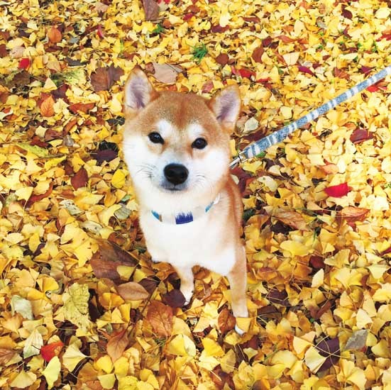 落ち葉の中のゆうくん（ぴあ提供）