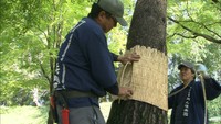 寒さ本格化を前に冬支度…岡山後楽園で恒例の「松のこも巻き」