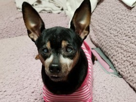 全盲に近い愛犬ココ　音にしっかり反応「いい番犬」