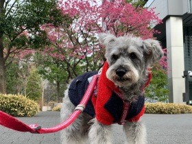 「亡くなっても心の中に愛犬がいる」　だから自分も前を向いて生きていく