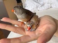 「踏んでるけどまあいいや～」「踏まれていても気にしない！」（提供：ぜろさん）