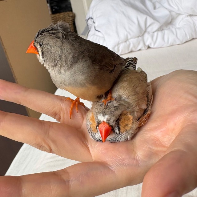 「踏んでるけどまあいいや～」「踏まれていても気にしない！」（提供：ぜろさん）