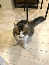 怒っていないけどぼわぼわな尻尾のほたてくん（提供：ほたてくんさん）