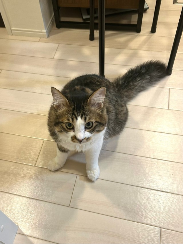 怒っていないけどぼわぼわな尻尾のほたてくん（提供：ほたてくんさん）